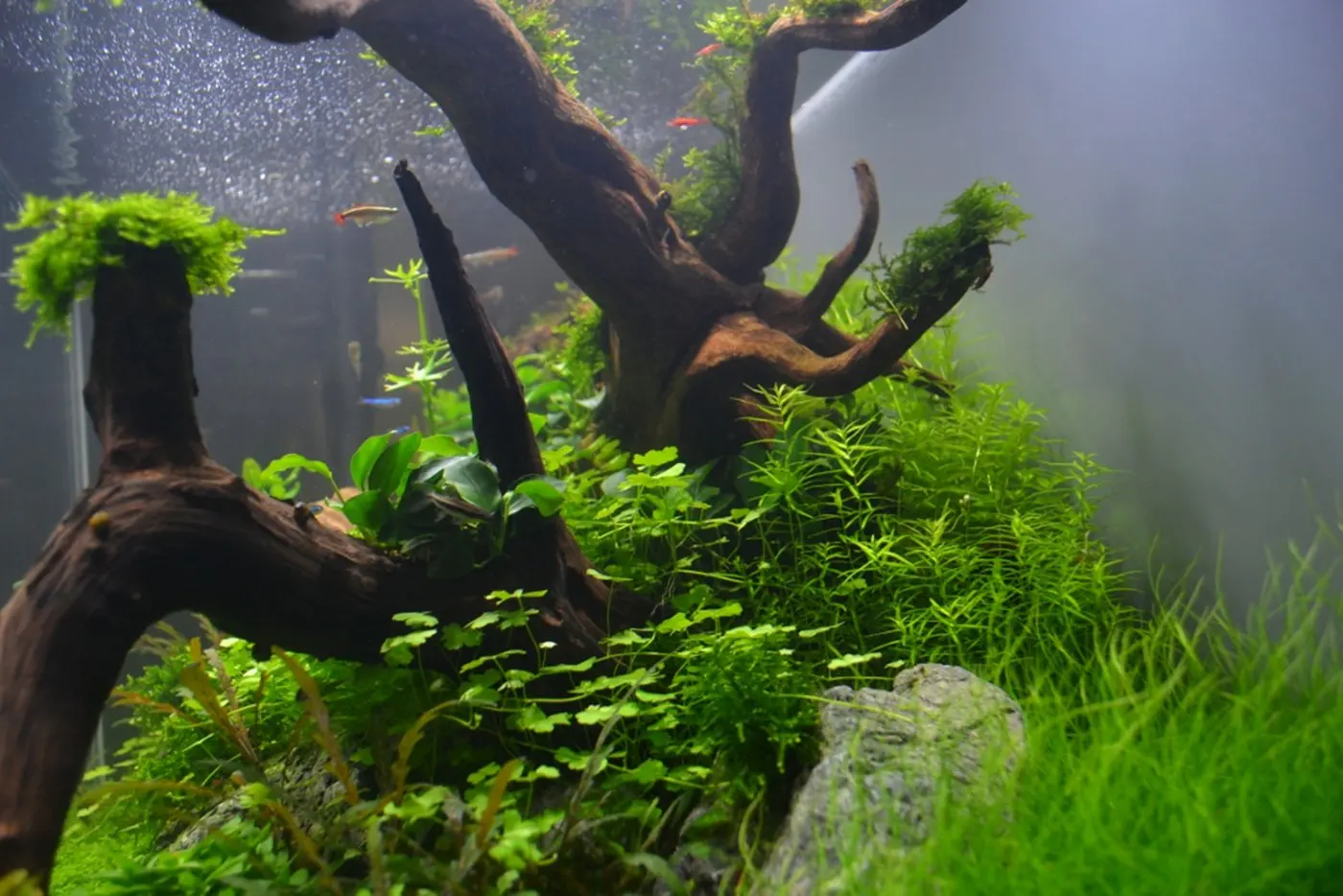造景 76造景图片 7