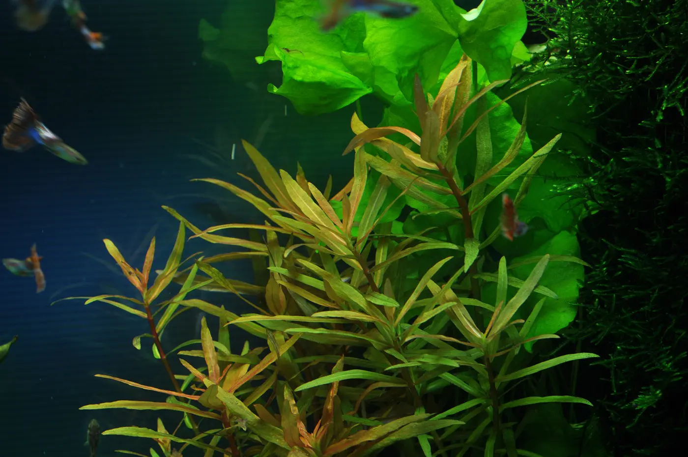造景 40造景图片 5