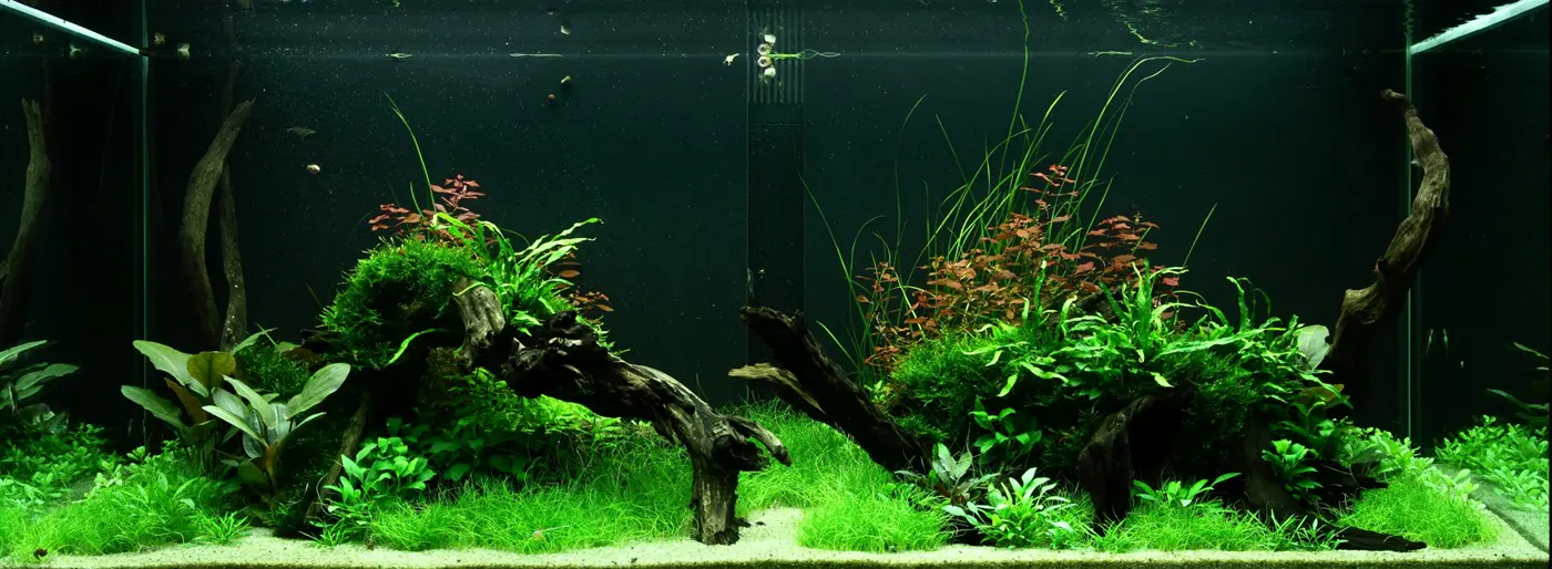 造景 95造景图片 7