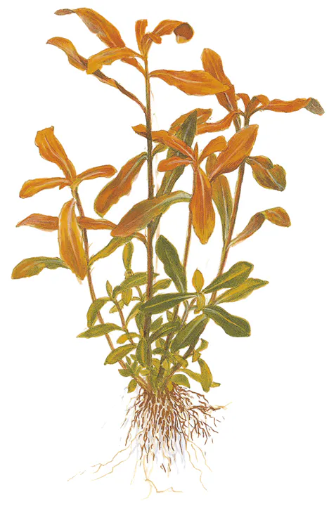 粗茎水苋