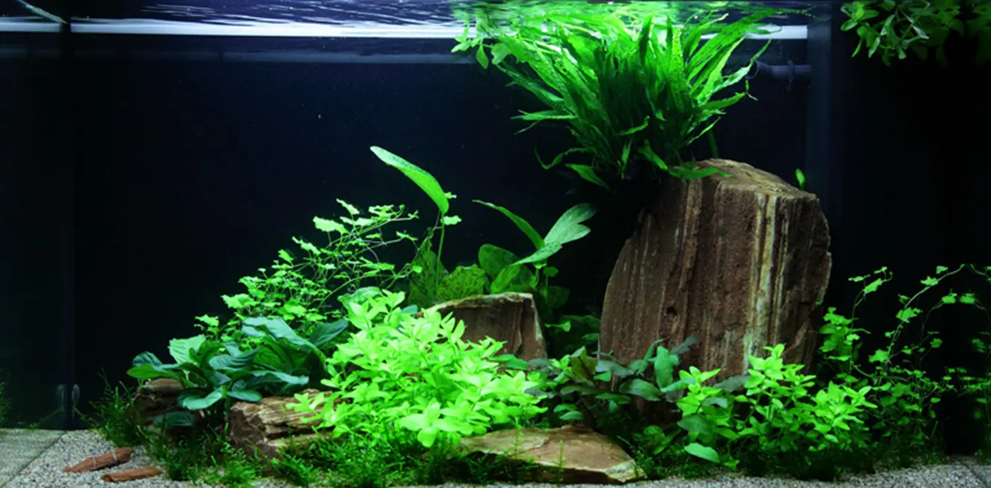 造景 60造景图片 3