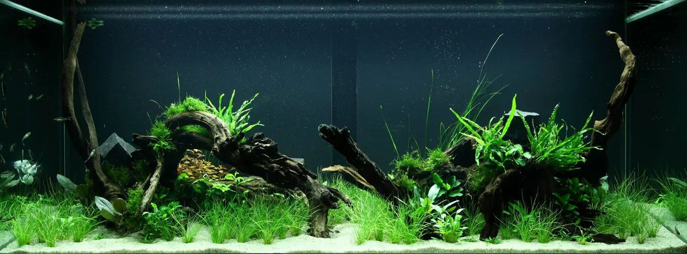 造景 95造景图片 3