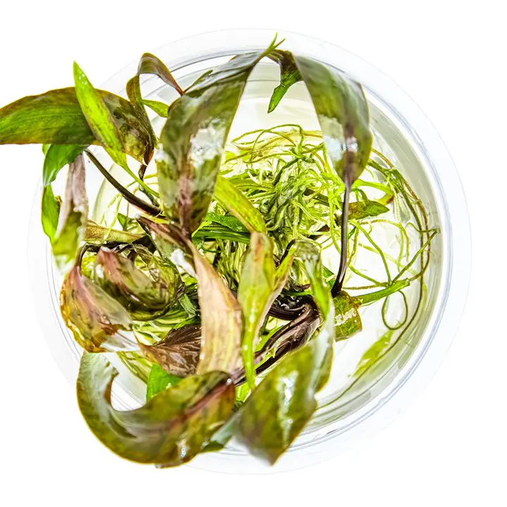 虎斑椒草细节图 2