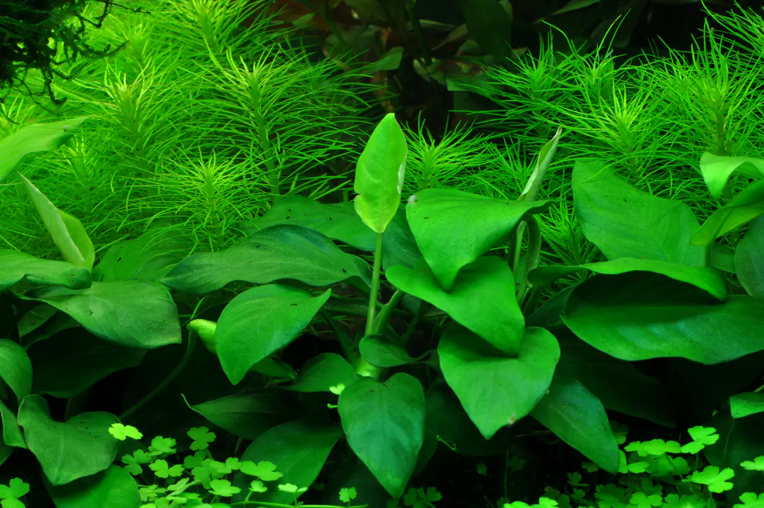 大叶小榕细节图 3