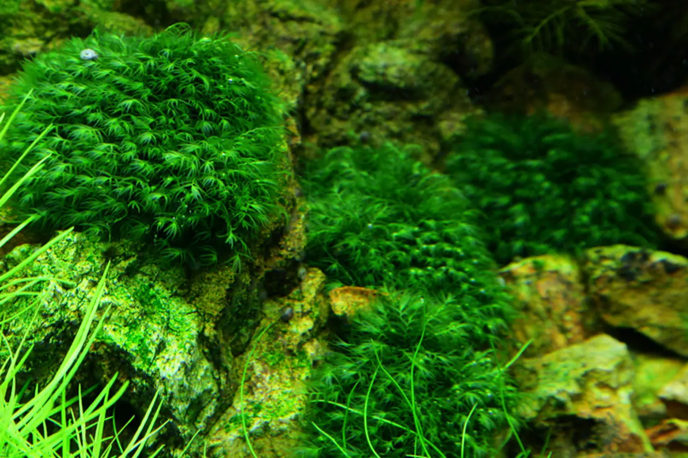 造景 51造景图片 12