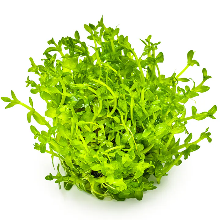 虎耳草细节图 3