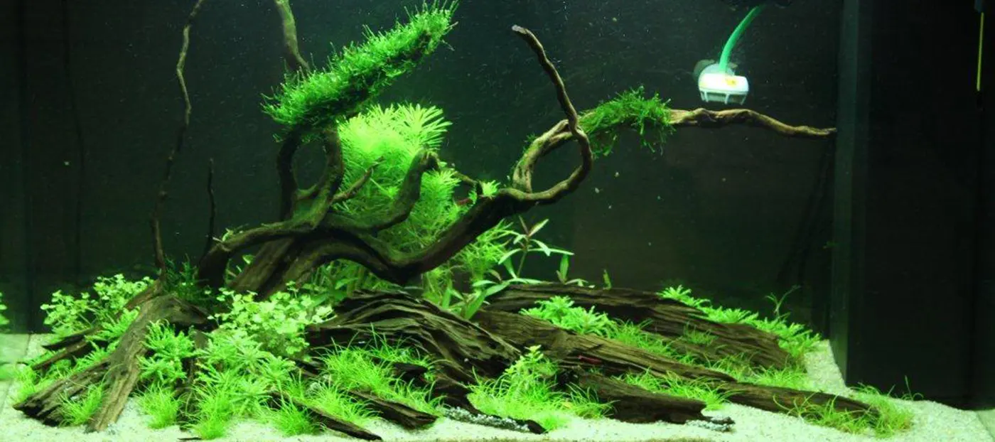 造景 69