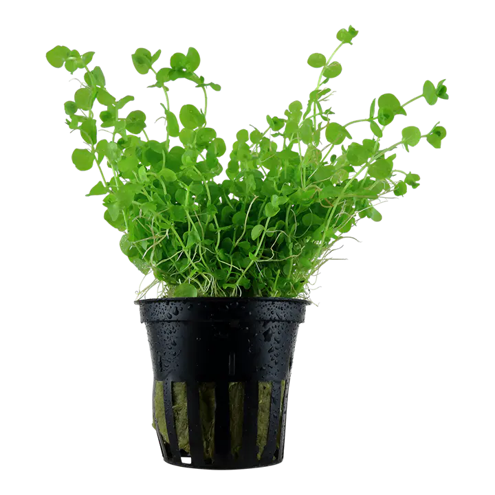 大珍珠草细节图 1