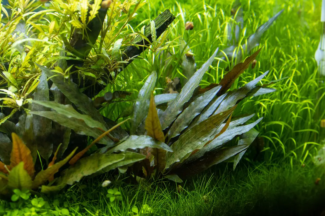 贝克椒草细节图 4