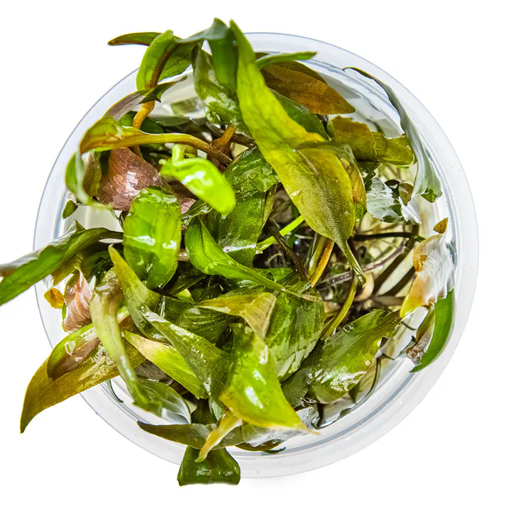 宽叶波浪椒草细节图 2