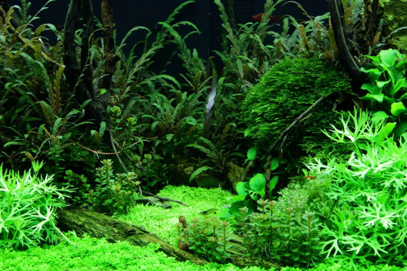 造景 52造景图片 12