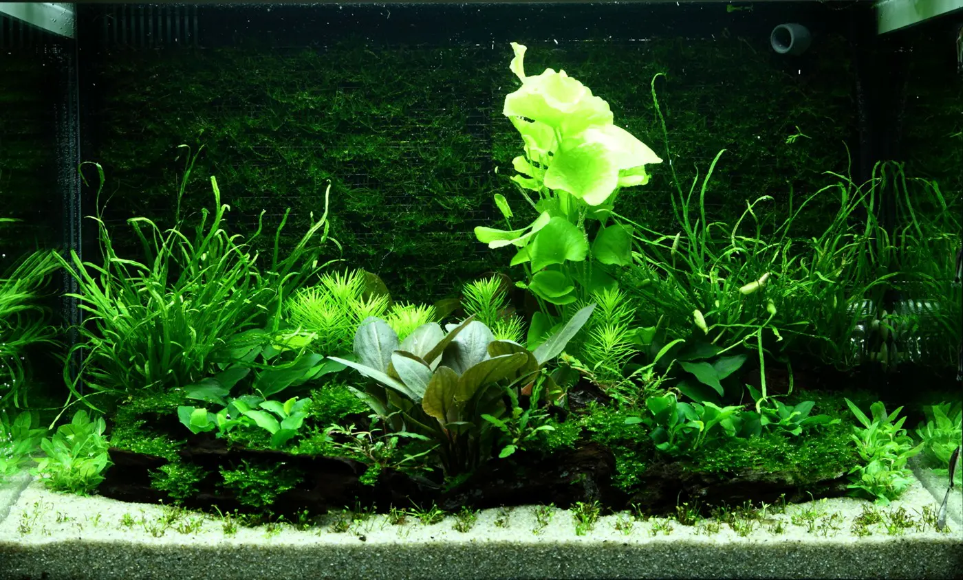 造景 98造景图片 3