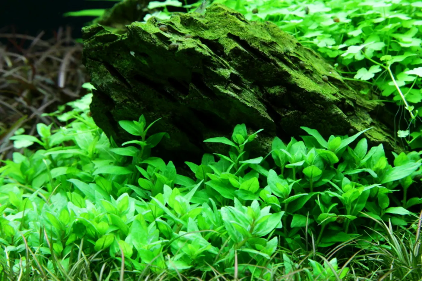 造景 50造景图片 7