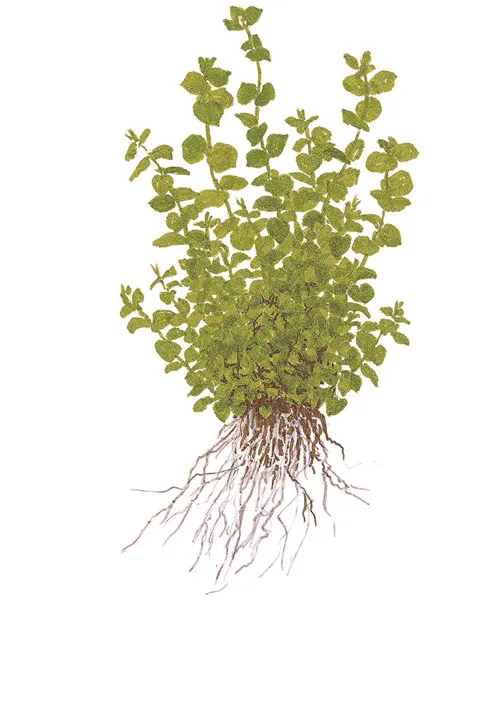 大珍珠草