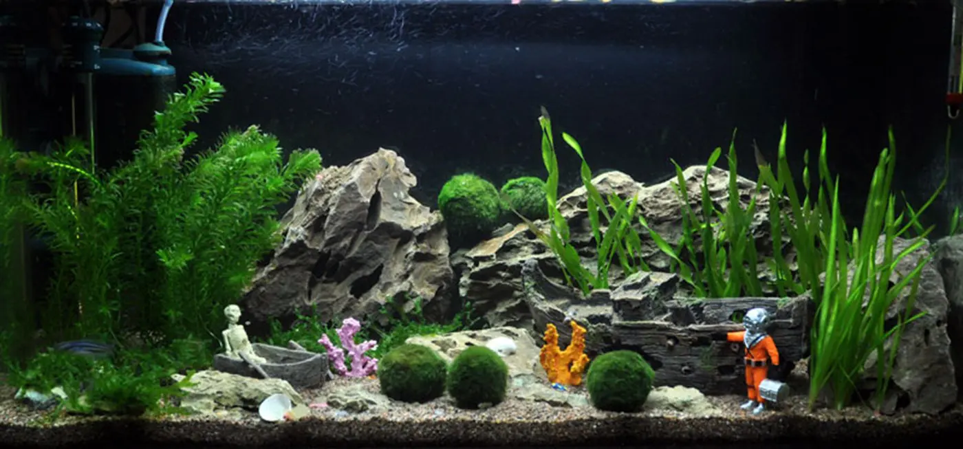 造景 15造景图片 2