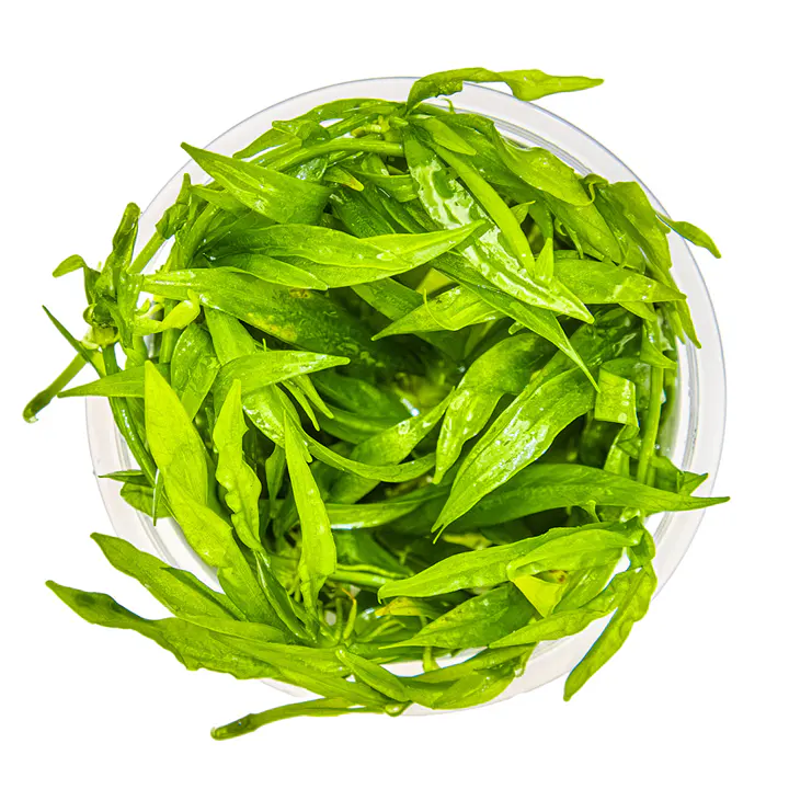 四肋皇冠草细节图 4