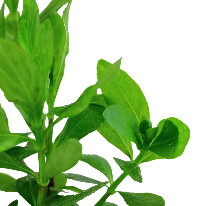 青叶草细节图 2