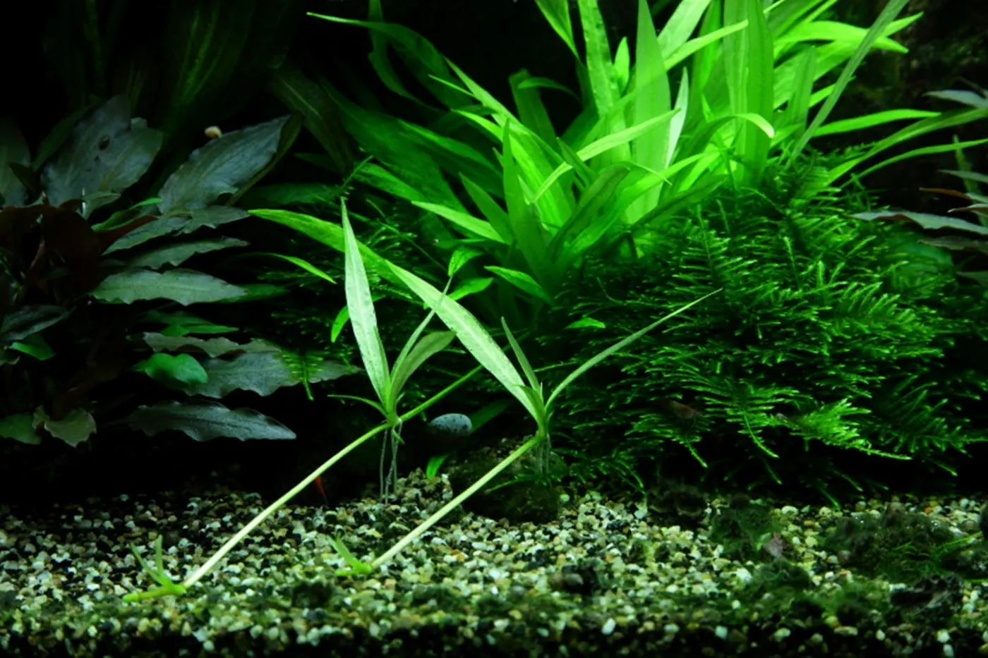 造景 48造景图片 6