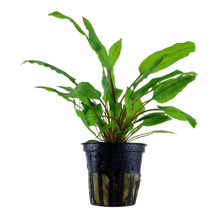 绿温蒂椒草细节图 1