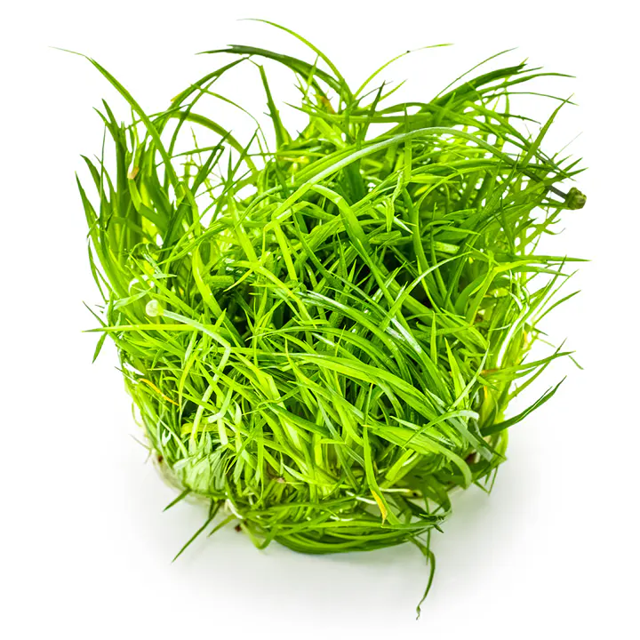 小谷精草细节图 2