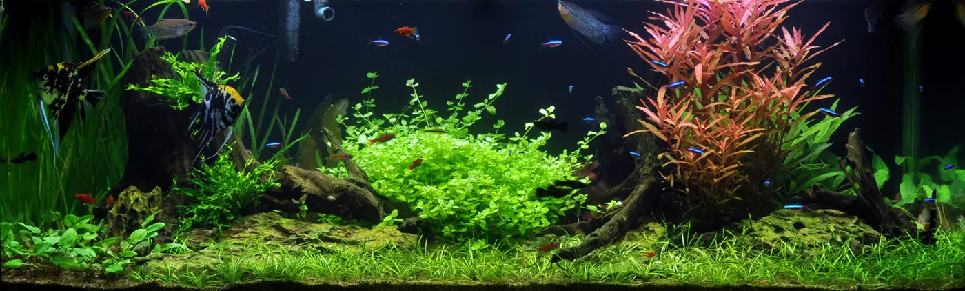 造景 18