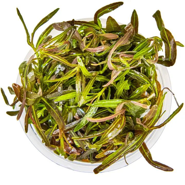 阿拉瓜亚细节图 2