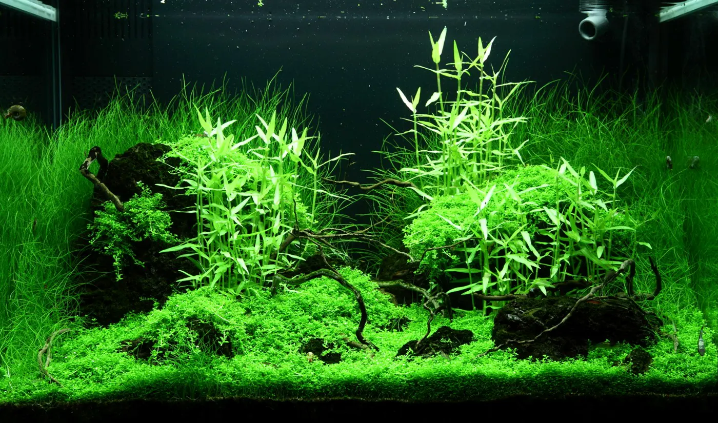 造景 99