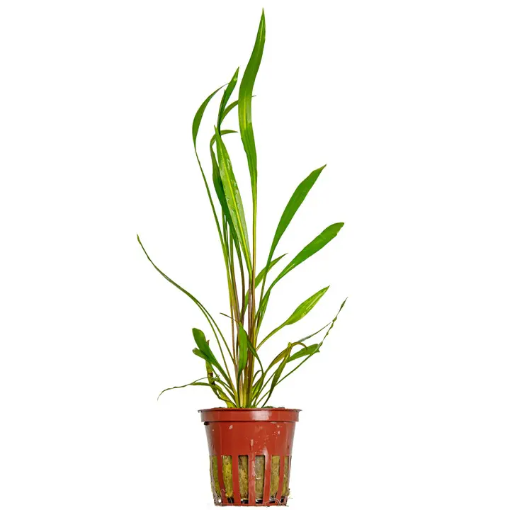 红螺旋椒草细节图 1