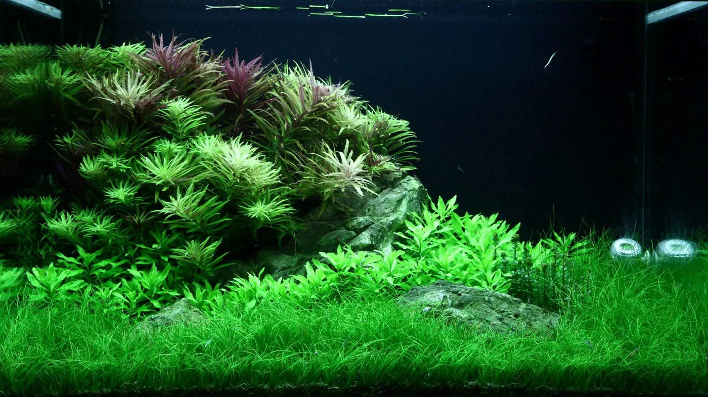 造景 100造景图片 8