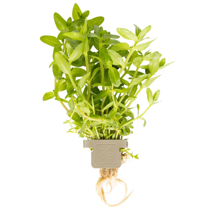 虎耳草
