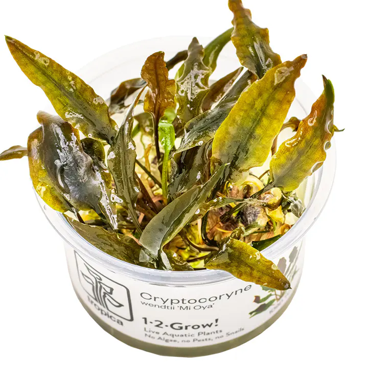宓大屋温蒂椒草细节图 1
