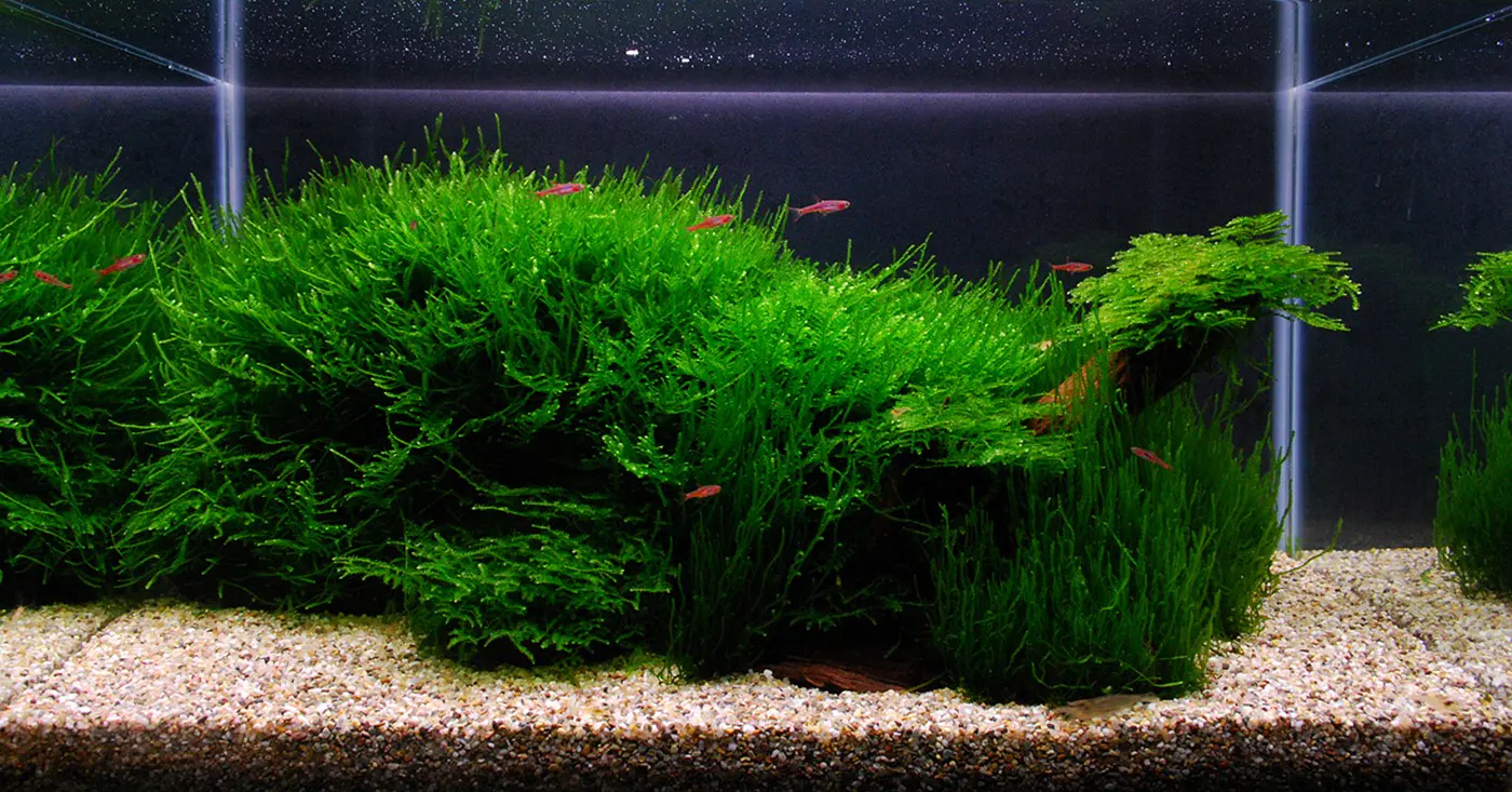 造景 104