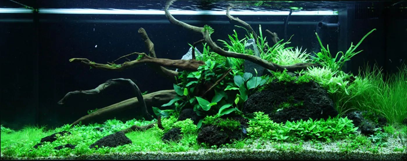 造景 78造景图片 2